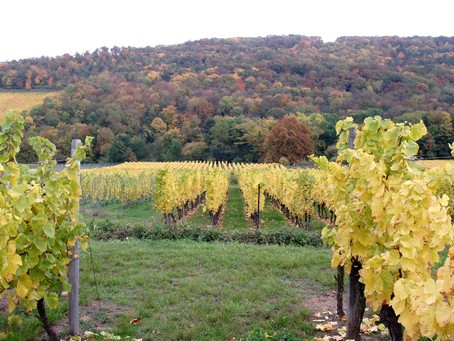 Vignoble de Dorlisheim,  15 min  pied du Gte en Alsace